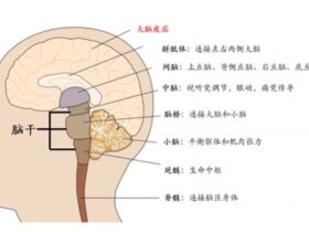 人的大脑脑波